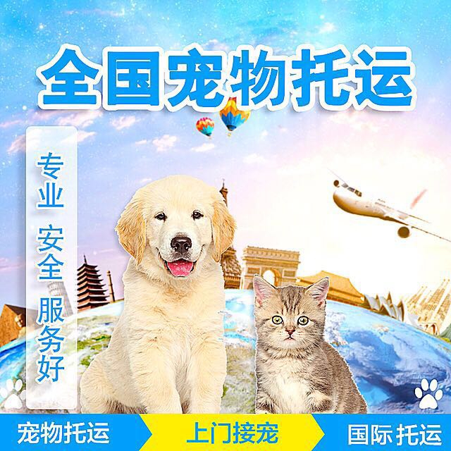 成都寵物托運哪家好？-成都寵物空運公司