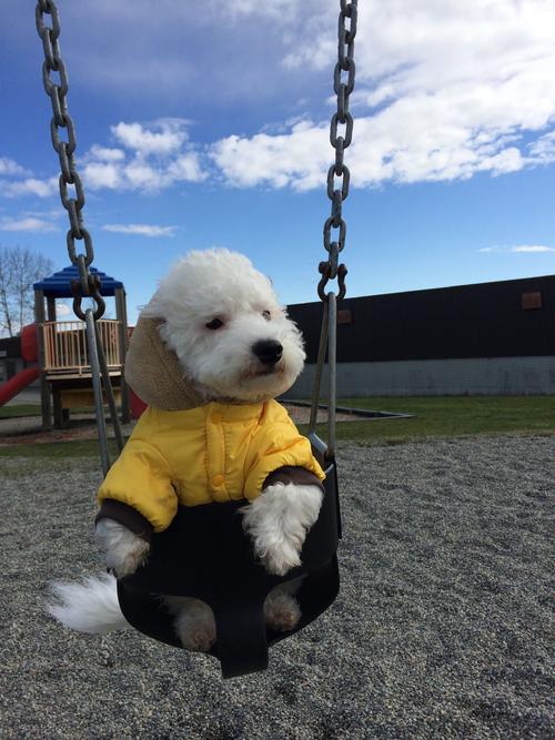 非洲寵物托運航空托運