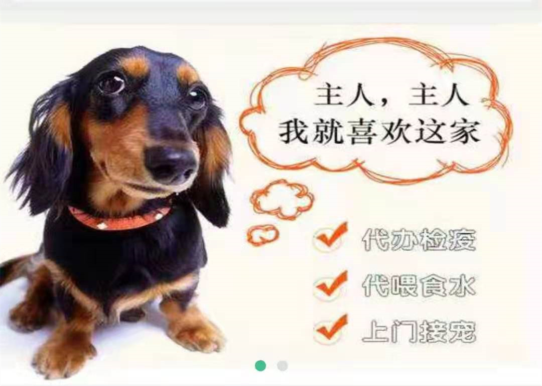 成都笨鳥寵物托運協議