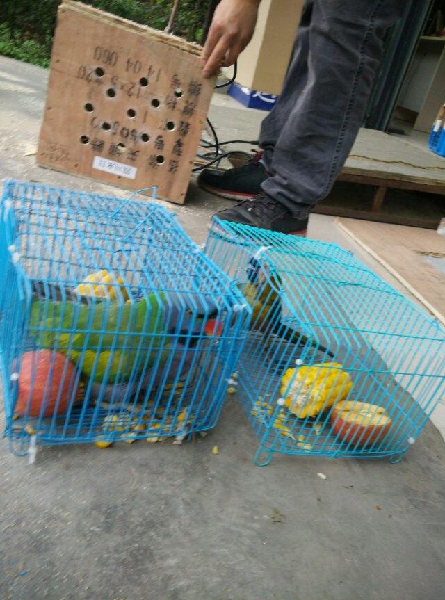 成都寵物托運案例