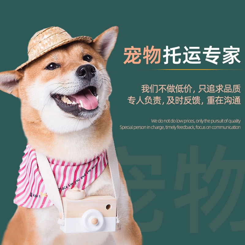 寵物航空貨運的儲運要求——成都寵物托運