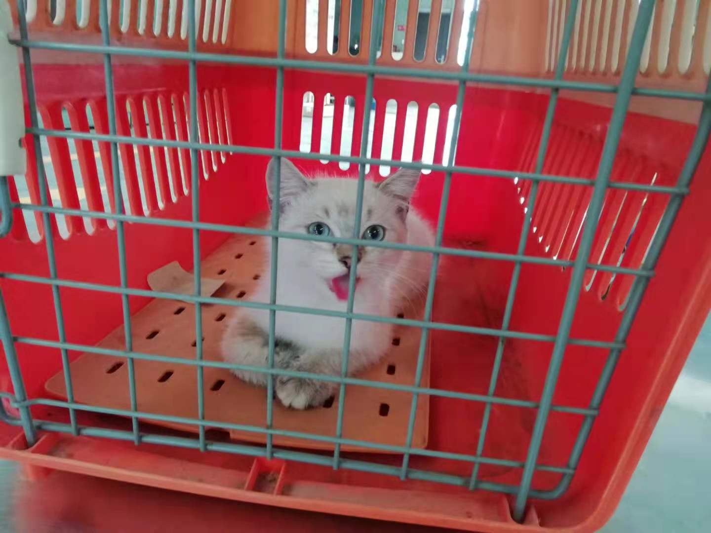 成都雙流機場如何辦理寵物托運呢？